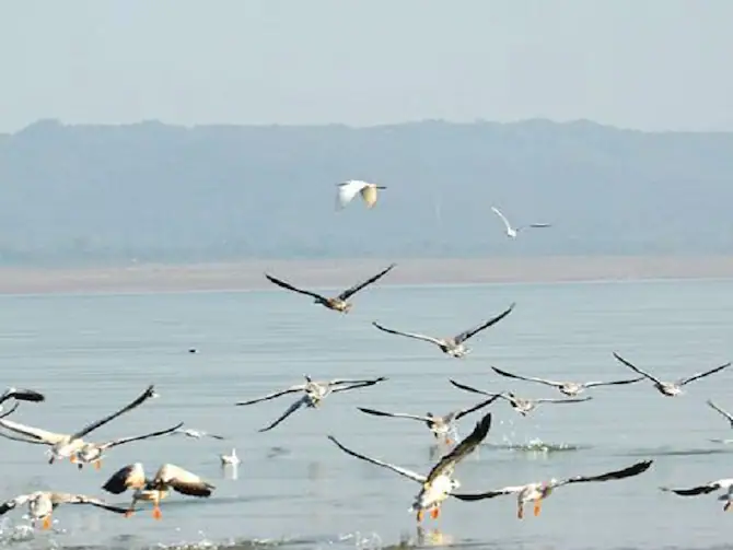 हिमाचल | पौंग झील में मेहमान परिंदों की मौत के चलते झील से सटी पंचायतों में भी बर्ड फ्लू को लेकर दहशत - Panchayat Times